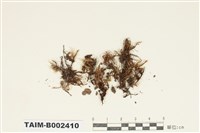 藏品(砂苔屬)的圖片